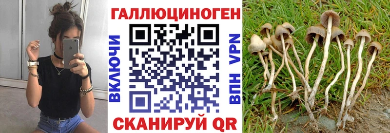 где найти наркотики  Струнино  Галлюциногенные грибы Psilocybe 